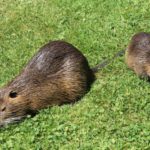 Разведение нутрий как бизнес